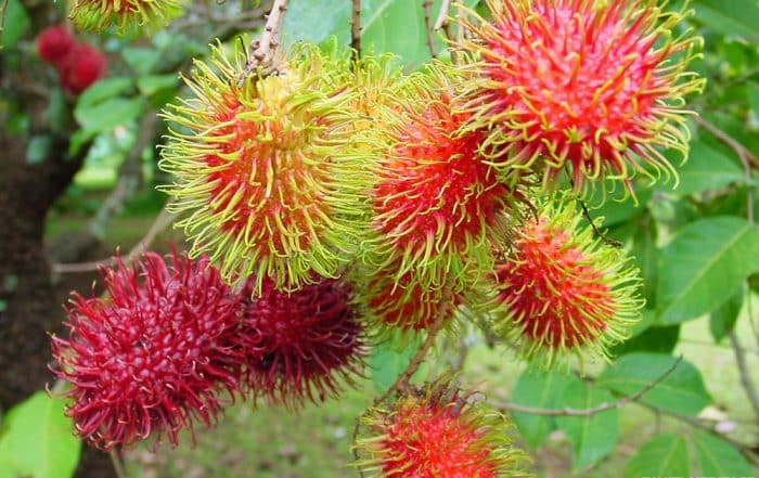 Ramboutan de Tahiti - Nephelium lappaceum. © Tahiti Heritage