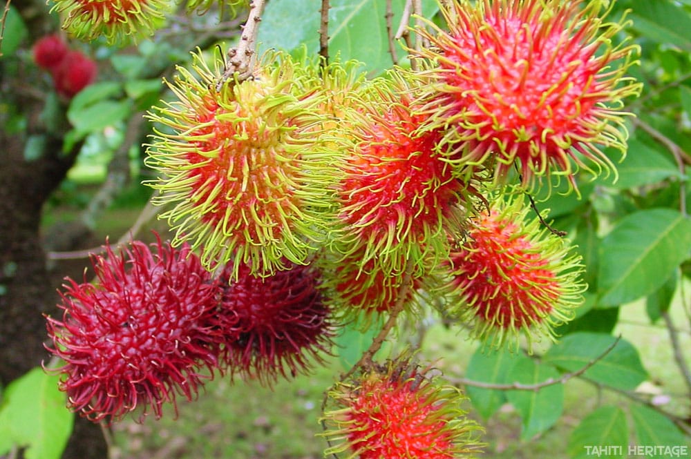 Ramboutan de Tahiti - Nephelium lappaceum. © Tahiti Heritage