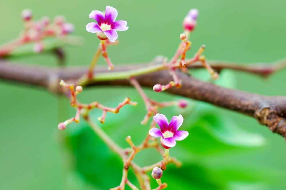 Fleurs de Ramboutan de Tahiti - Nephelium lappaceum