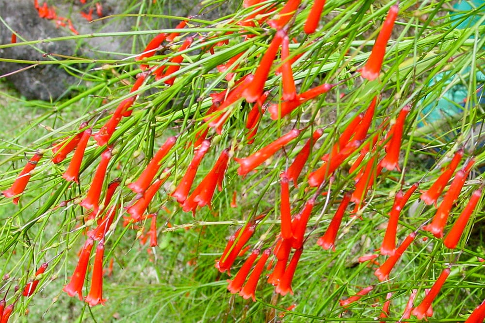 Russelia equisetiformis, Goutte de sang.