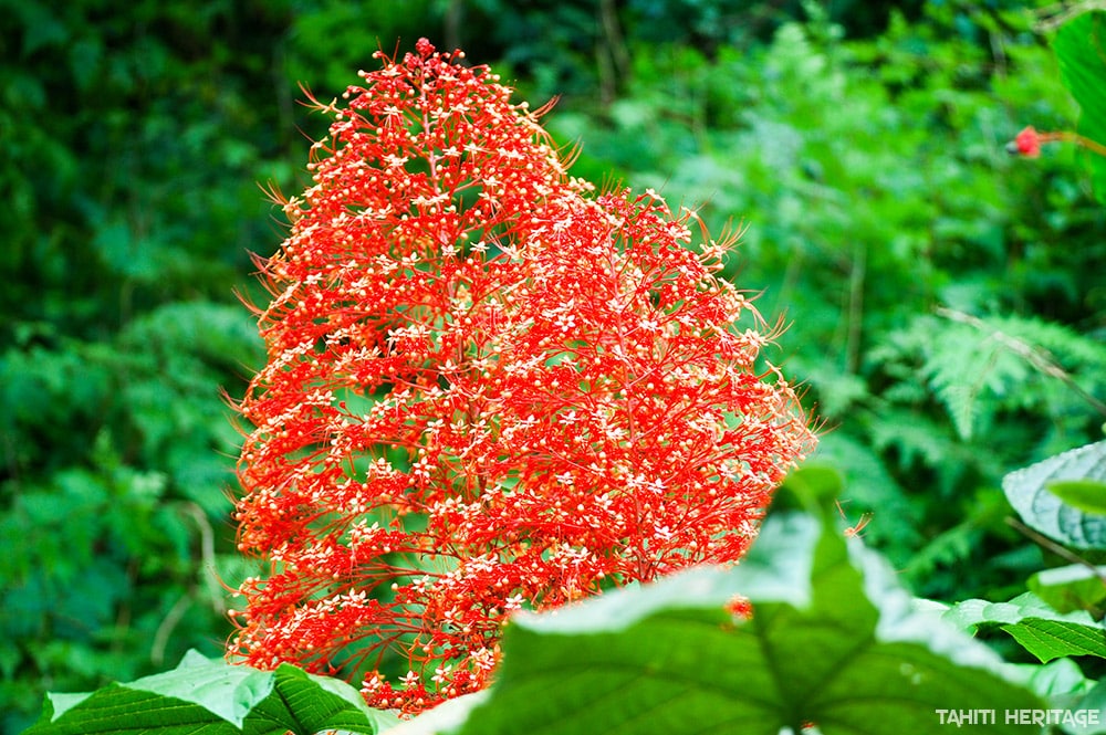 Arbre pagode - Clerodendrum paniculatum © Tahiti Heritage / Olivier BABIN