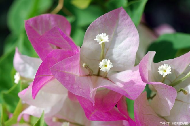 Bougainvillier rose de Tahiti