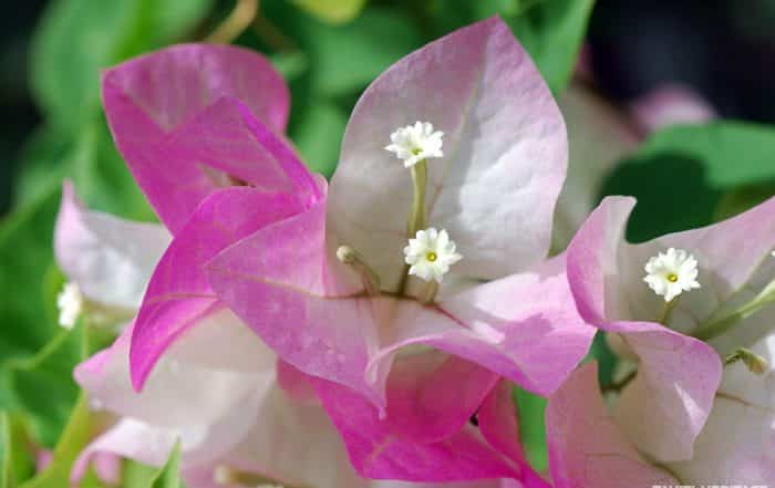 Bougainvillier rose de Tahiti