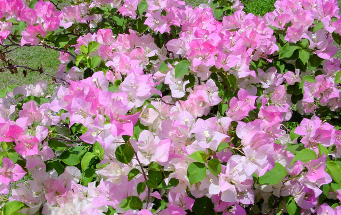 Bougainvillier rose de Tahiti