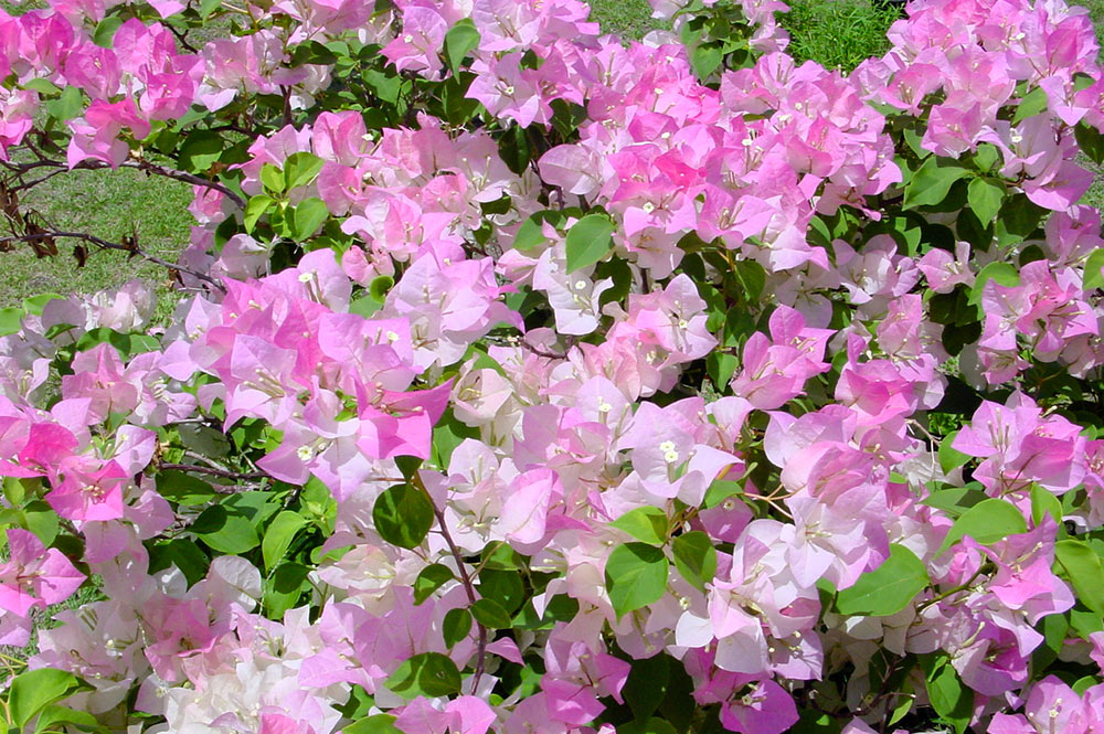 Bougainvillier rose de Tahiti