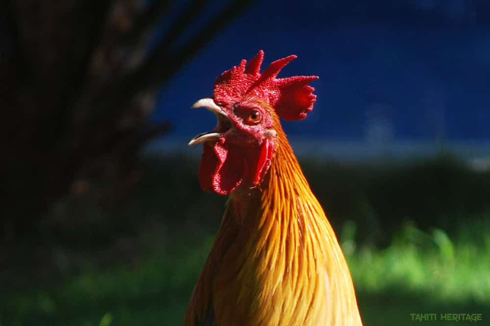 Coq tahitien. Photo Olivier Babin / Tahiti Heritage