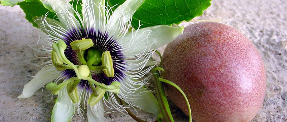 Fruit de la passion. © Tahiti Heritage