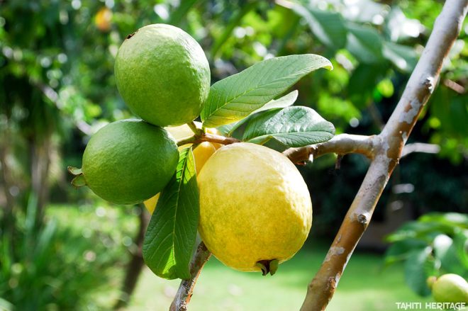 Goyave de Tahiti - Psidium guajava. © Tahiti Heritage