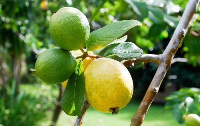 Goyave de Tahiti - Psidium guajava. © Tahiti Heritage