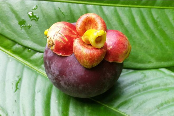 Mangoustan de Tahiti, Garcinia mangostana. Photo Chantal Tahiti