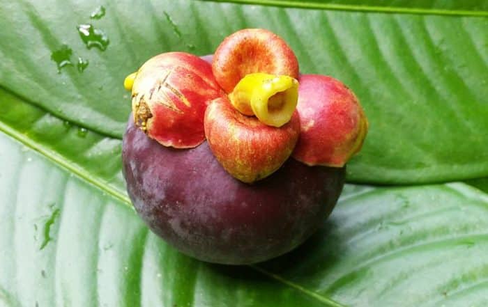 Mangoustan de Tahiti, Garcinia mangostana. Photo Chantal Tahiti