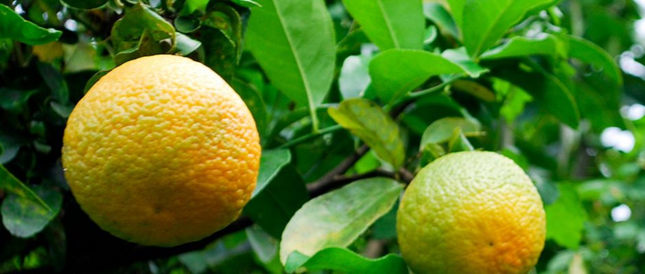 Orange de Tahiti © Tahiti Heritage