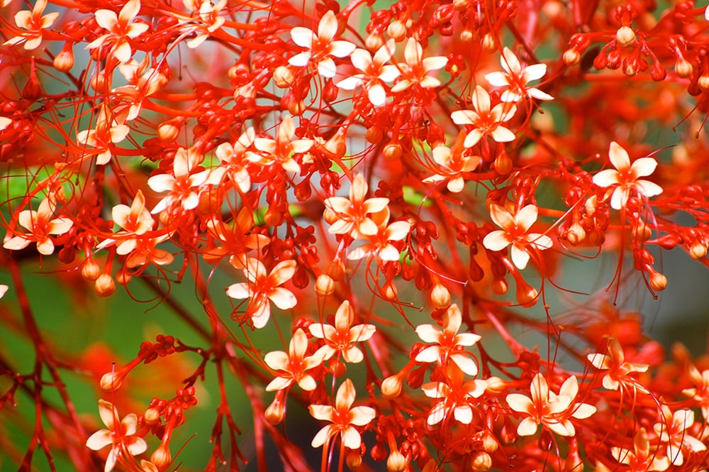 Arbre pagode de Tahiti - Clerodendrum paniculatum © Tahiti Heritage / Olivier BABIN