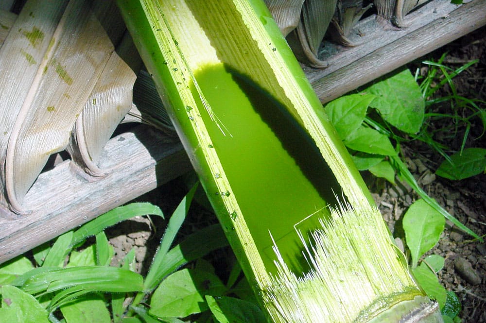 Teinture verte réalisée avec des feuilles de Papayer de Tahiti