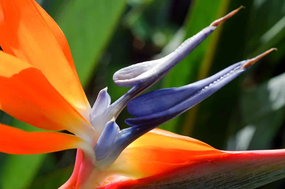 Strelitzia Reginae La Beauté De Loiseau De Paradis