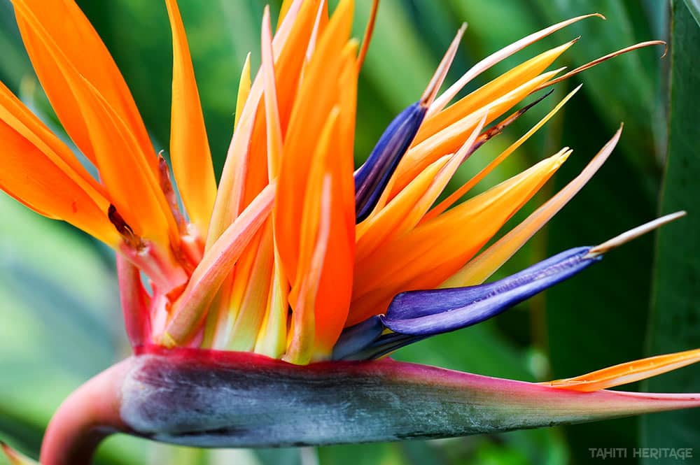 3. Oiseau de paradis, Strelitzia