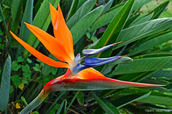 Strelitzia reginae. Oiseau de paradis de Tahiti. © Tahiti Heritage