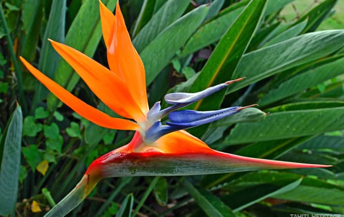 Strelitzia reginae. Oiseau de paradis de Tahiti. © Tahiti Heritage