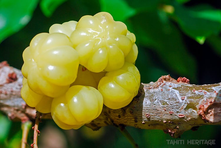 Surelle, Surette ou groseille de Tahiti - Phyllanthus acidus. © Tahiti Heritage / Olivier Babin