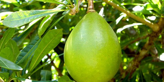 Calebasse de Tahiti, Crescentia © Tahiti Heritage