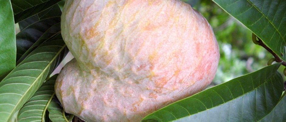 Coeur de boeuf - Annona reticula