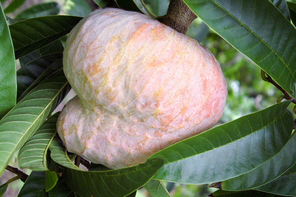 Coeur de boeuf - Annona reticula