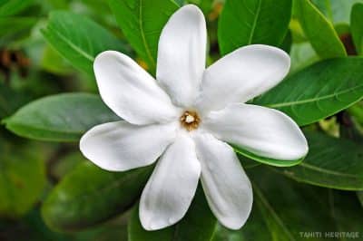 Tiare Tahiti, la fleur symbole de Tahiti. © Tahiti Heritage