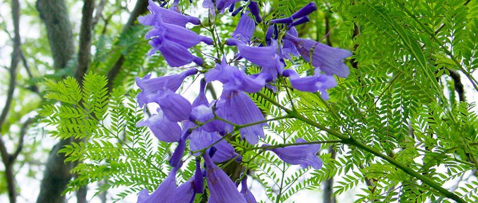jacaranda mimosifolia
