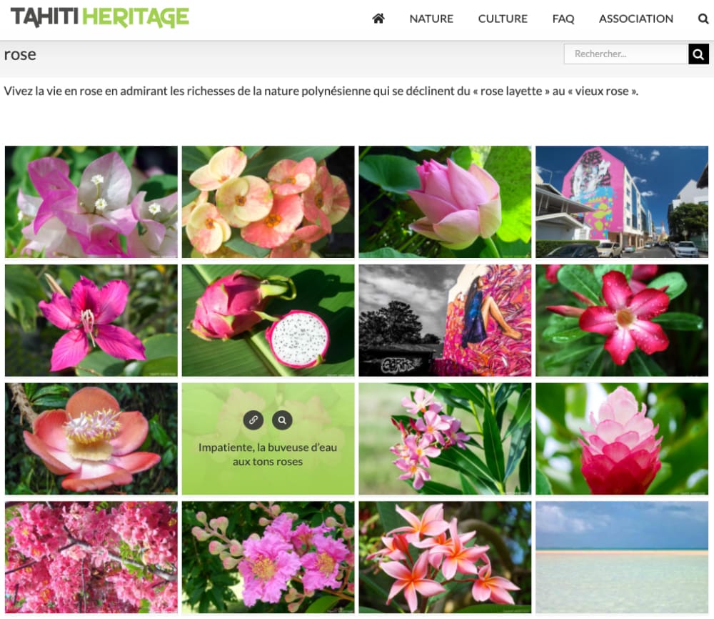 mot-cles-rose