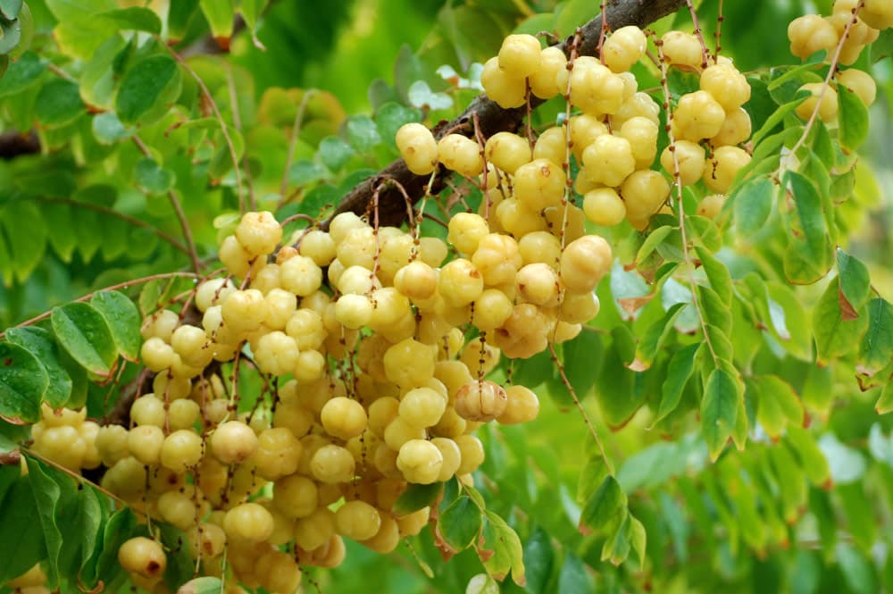 Surette, Groseille Otaheiti, Phyllanthus acidus.