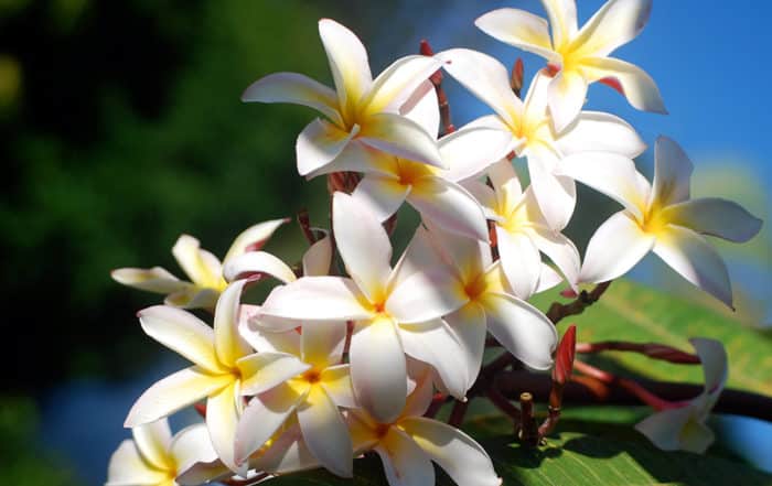 Frangipanier blanc, Tipanie de Tahiti. © Tahiti Heritage