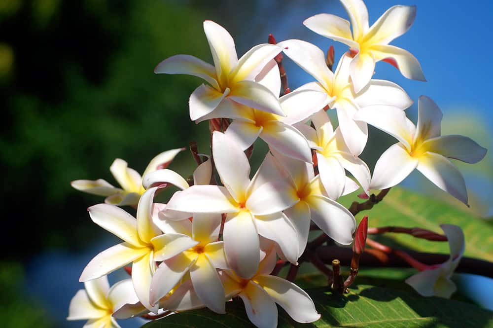 Frangipanier blanc, Tipanie de Tahiti. © Tahiti Heritage