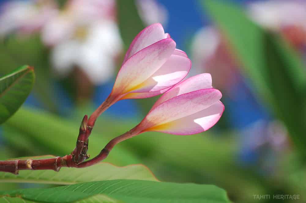 Fleurs de Frangipanier rose layette, Tipanie de Tahiti. © Tahiti Heritage