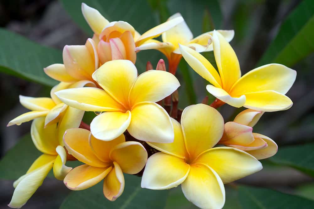 Fleurs de Frangipanier rose layette, Tipanie de Tahiti. © Tahiti Heritage