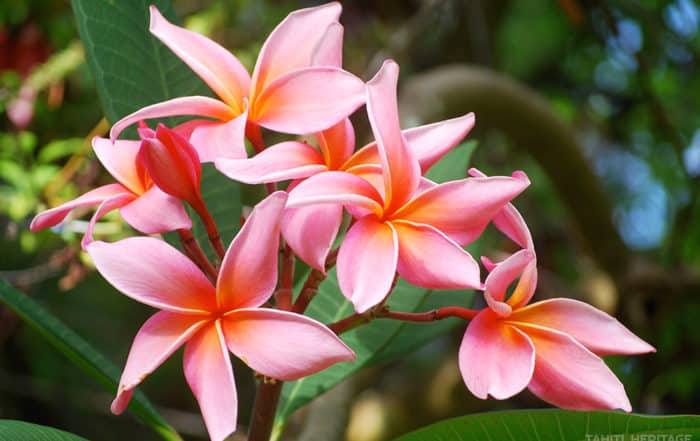 Frangipanier rose, Tipanie de Tahiti. © Tahiti Heritage