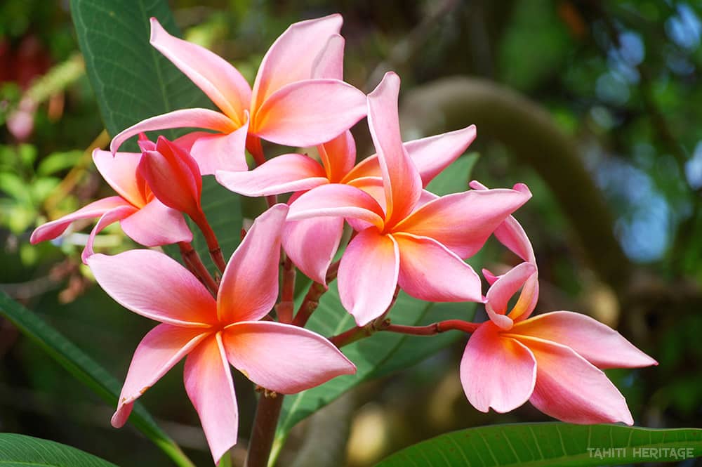 Frangipanier rose, Tipanie de Tahiti. © Tahiti Heritage