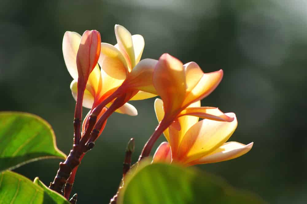 Fleurs de Frangipanier rose layette, Tipanie de Tahiti. © Tahiti Heritage