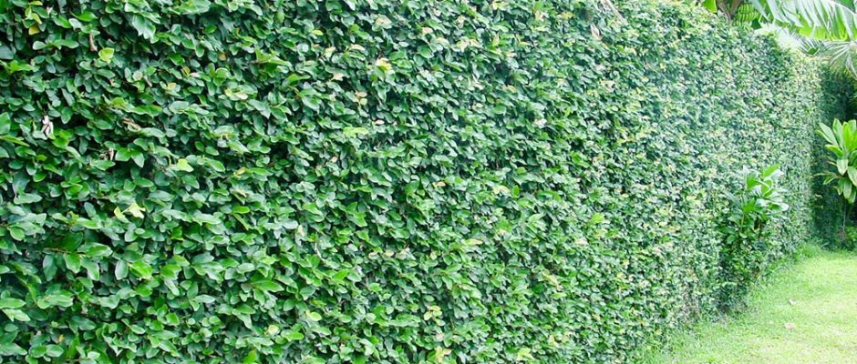 Mur recouvert de Ficus pimula, le lierre de Tahiti