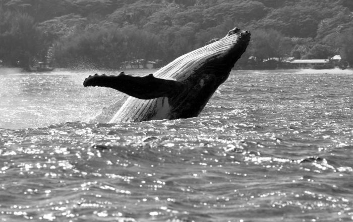 Baleine à Rurutu. Photo Pierre Lesage