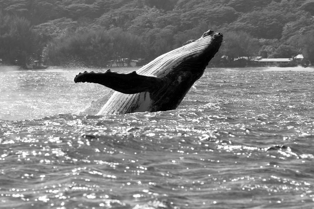 Baleine à Rurutu. Photo Pierre Lesage