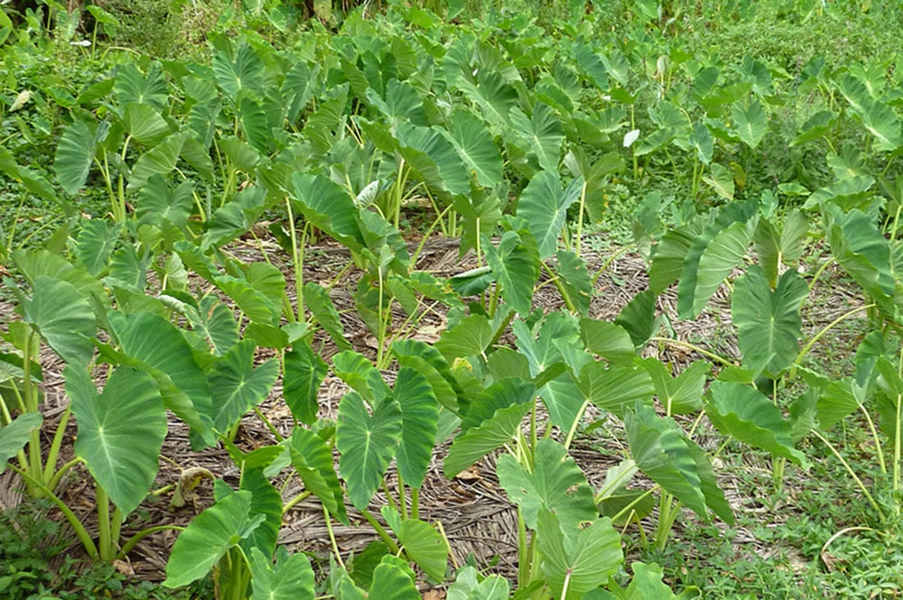 Tarodière de Rurutu