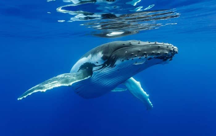 Baleine à bosse - tohorā -. Plongée Photo Polynésie/Sylvain Girardot