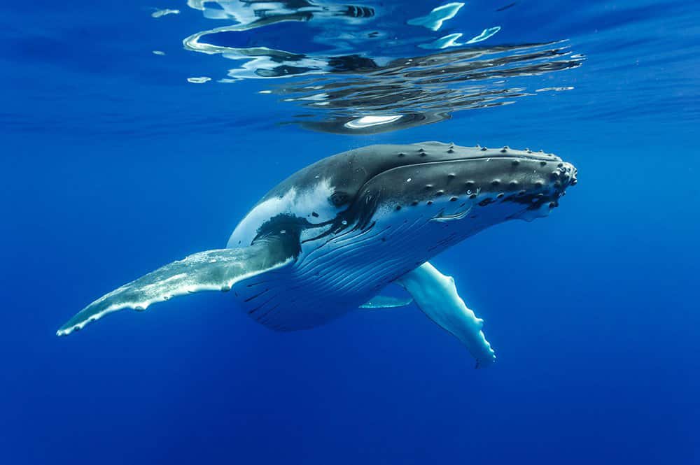 Baleine à bosse - tohorā -. Plongée Photo Polynésie/Sylvain Girardot