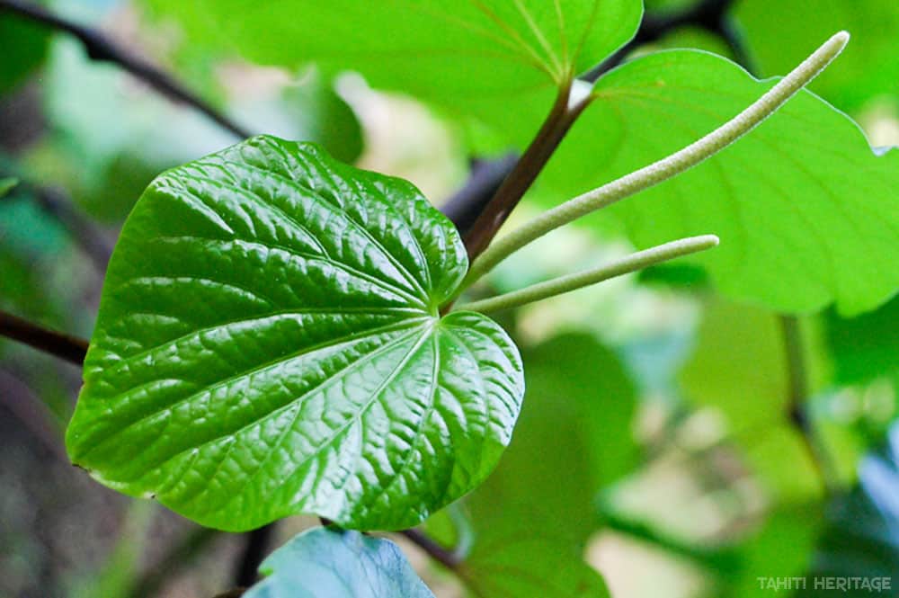 Kava, Piper methysticum, 