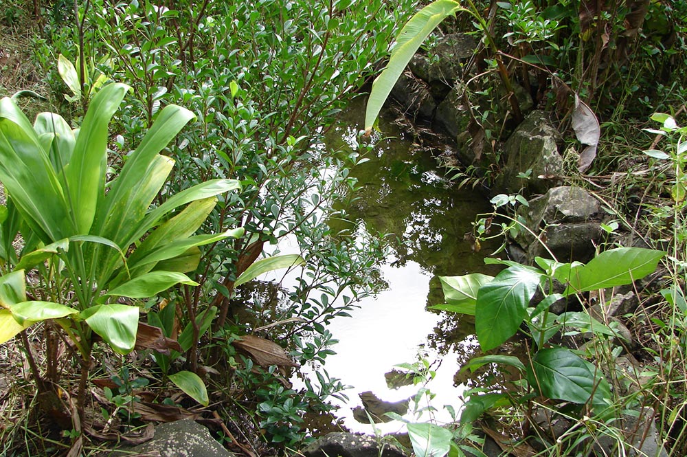 Source à Haurii - Tubuai © Tahiti Heritage