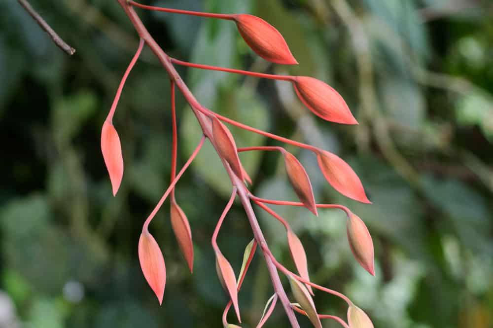 Fierté de Birmanie, Amherstia nobilis © Tahiti Heritage