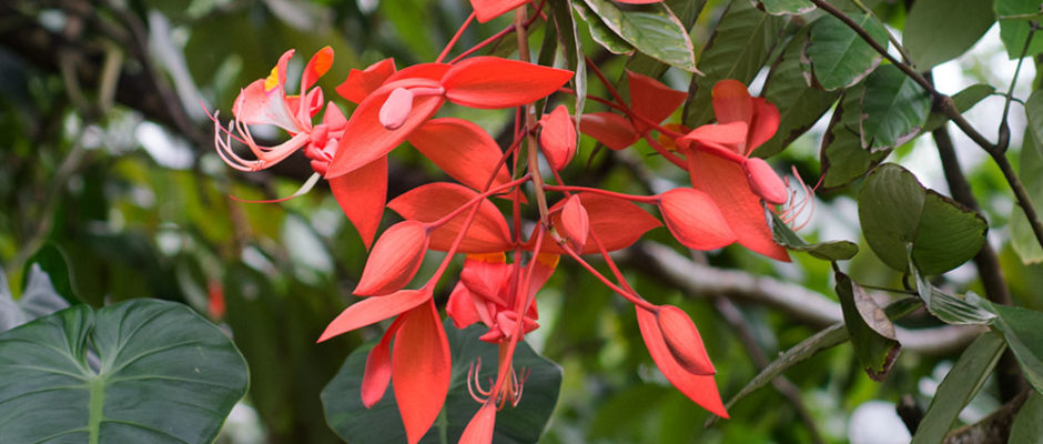 Fierté de Birmanie, Amherstia nobilis © Tahiti Heritage