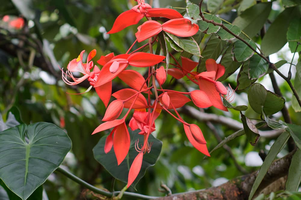 Fierté de Birmanie, Amherstia nobilis © Tahiti Heritage