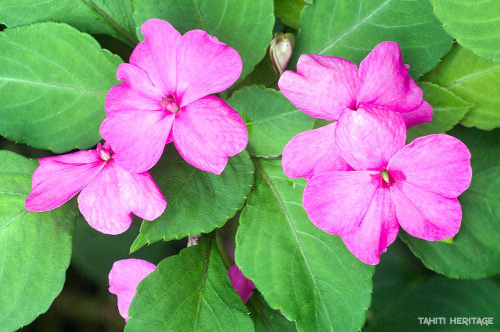 Impatiente, Buveuse d’eau , Impatiens walleriana © Tahiti Heritage