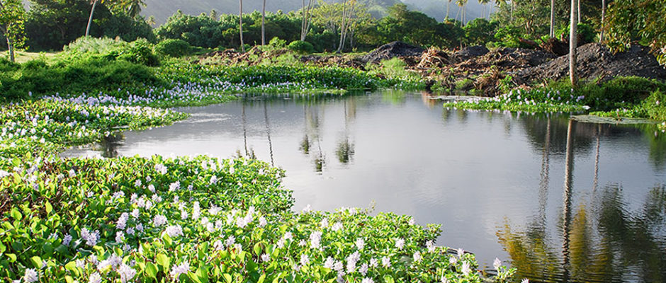 Source Vai uriri à Mataiea. © Tahiti Heritage